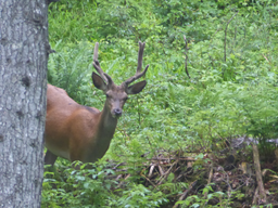 Mit dem Jäger in den Wald